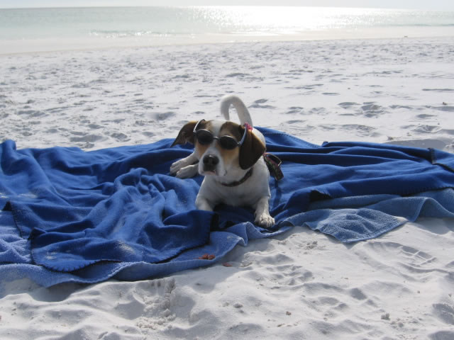 Find pet friendly rentals in Destin, Florida, so you can include your cat and dog on your family vacation.