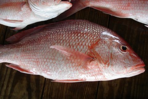 You can catch red snappers near our Destin FL vacation rentals!